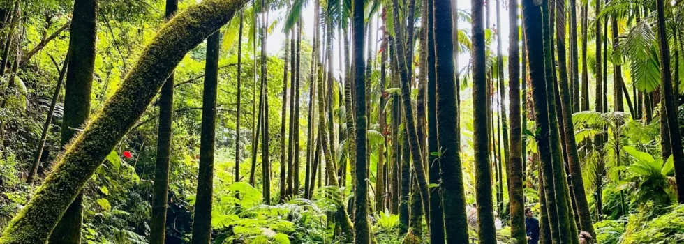 Hawaii botanical garden tour