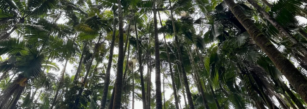 Palm trees in hawaii botanical garden