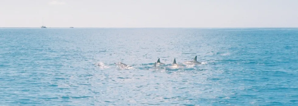 Dolphin pod waikiki