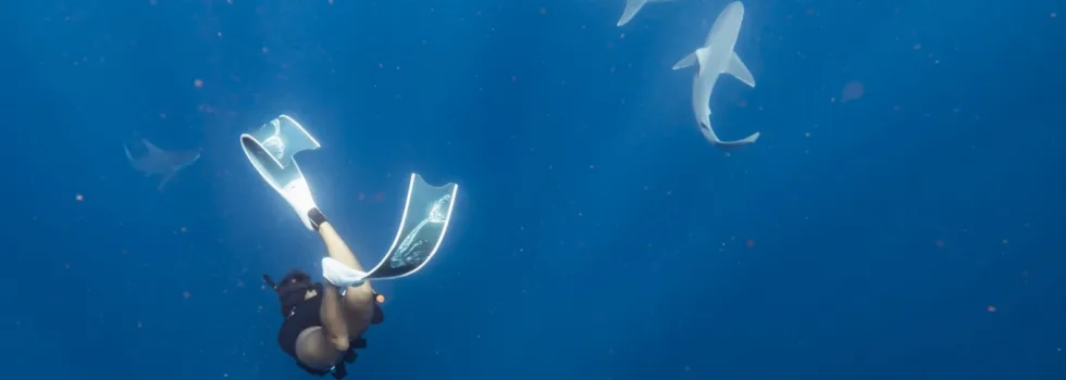 Free dive with sharks waikiki