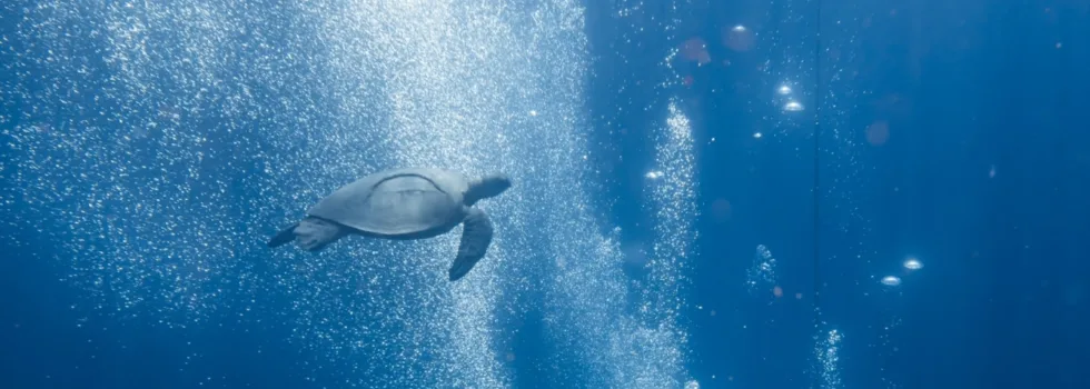 Free dive with turtles waikiki