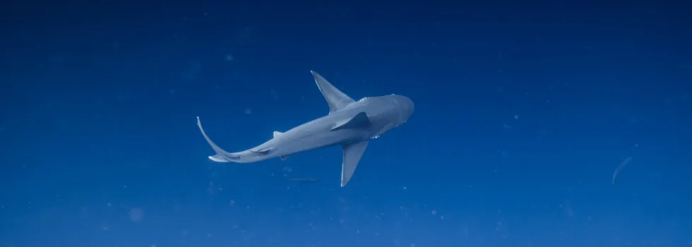 Galapagos shark swim waikiki