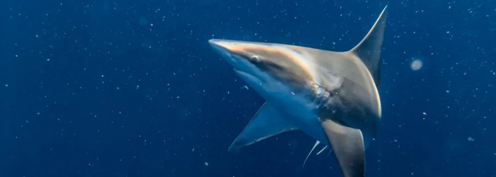 Shark snorkel waikiki hawaii