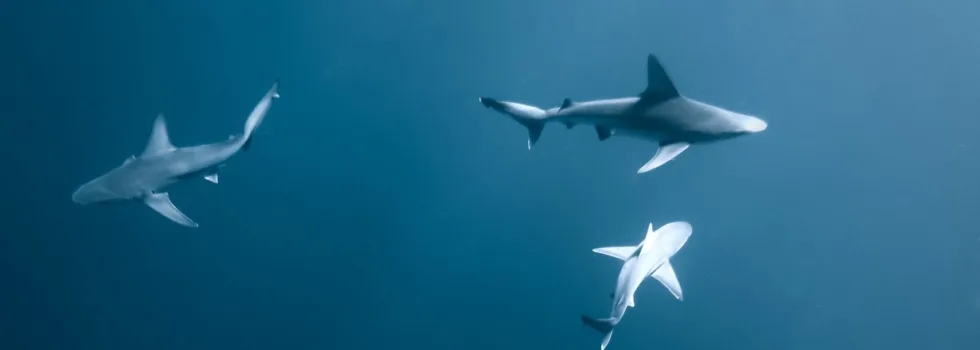 Sharks swimming in waikiki