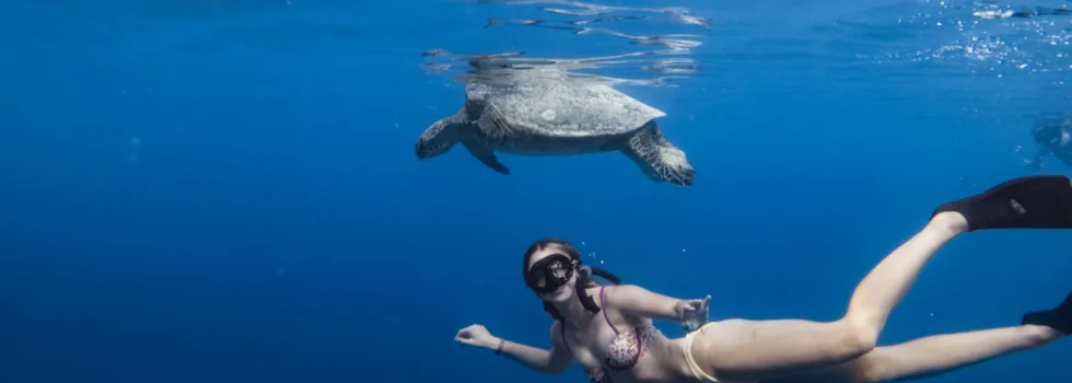Snorkel with waikiki turtle