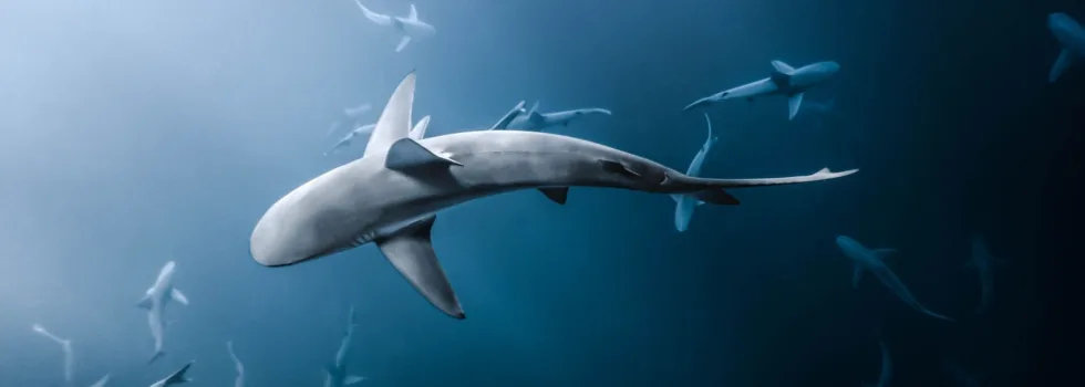 Swim with sharks in waikiki