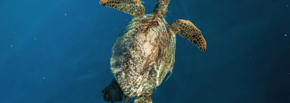 Turtle swim in waikiki