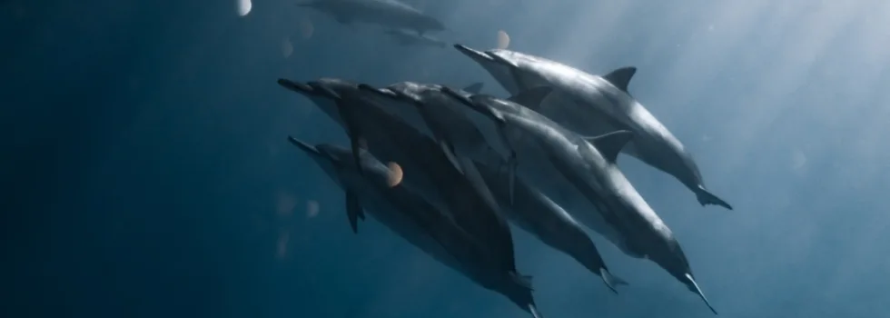 Dolphin snorkel waikiki