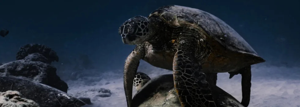 Turtle on ocean floor waikiki