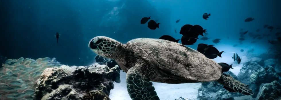 Turtle snorkel reef waikiki