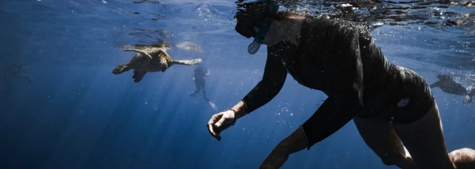 Turtle snorkel waikiki