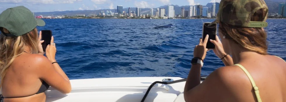 Small boat whale charter waikiki