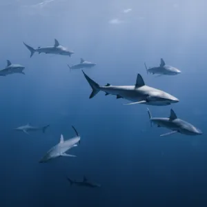 Waikiki Shark & Shipwreck Snorkel Tour