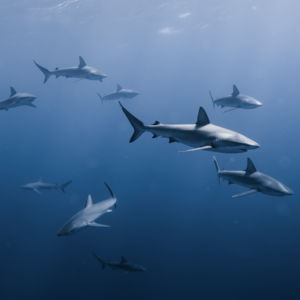 Waikiki Shark & Shipwreck Snorkel Tour