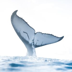 Private Whale Watching Charter in Waikiki