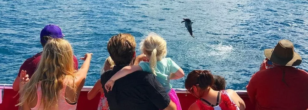 Spinner dolphins from glass bottom boat