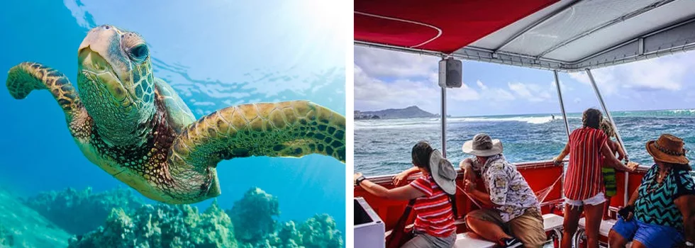 Turtle Boat Tour Waikiki