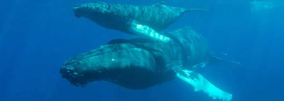 Whale viewing glass boat waikiki
