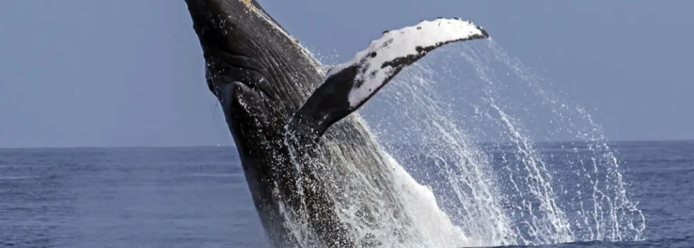 Whale breach kona hawaii