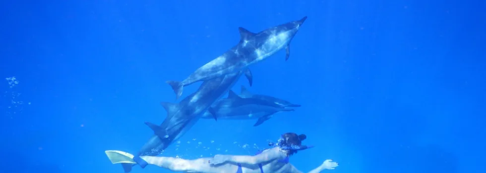 Dolphin swim in kona