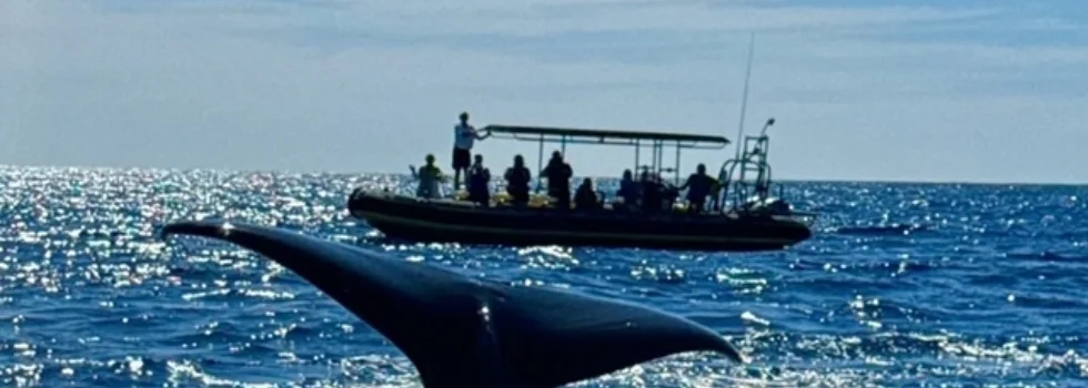 Whale tale with kona rhib
