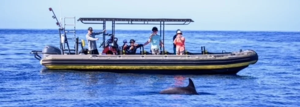 Kona rhib dolphin view