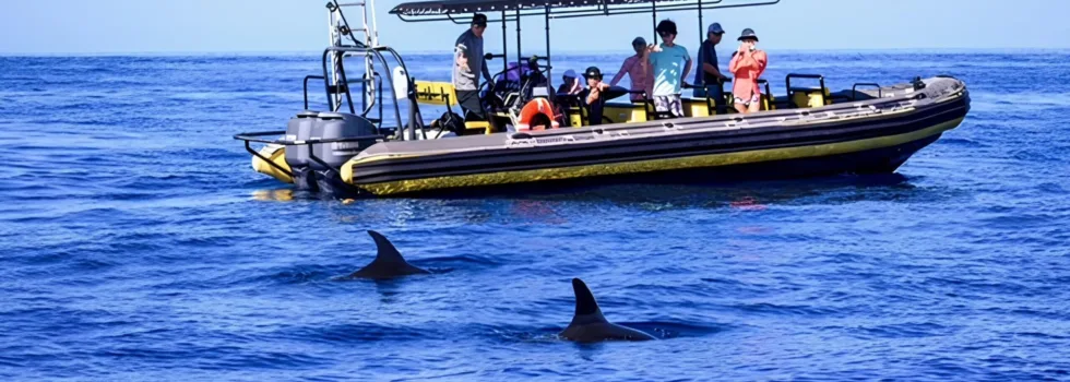 Kona rib dolphin view