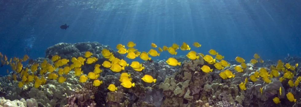 Kona snorkeling fish school
