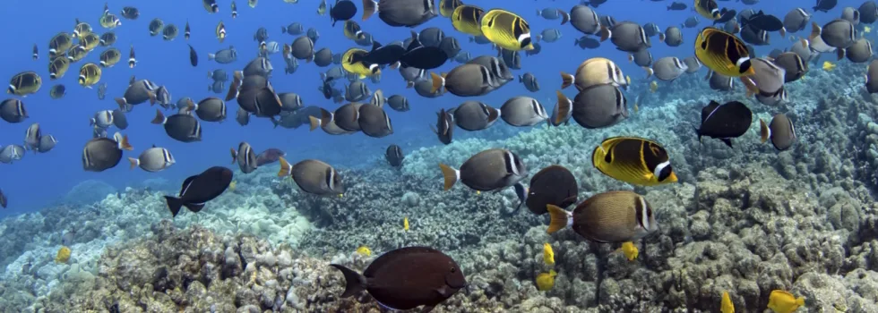 School of reef fish in kona