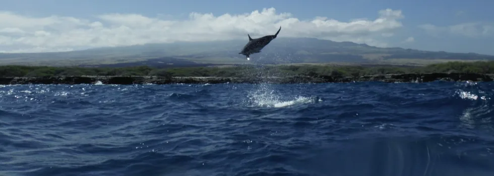 Spinner dolphin jump in kona