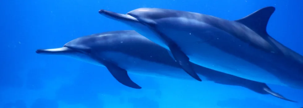 Underwater dolphins kona