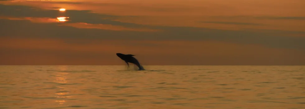 Whale breach at kona sunset