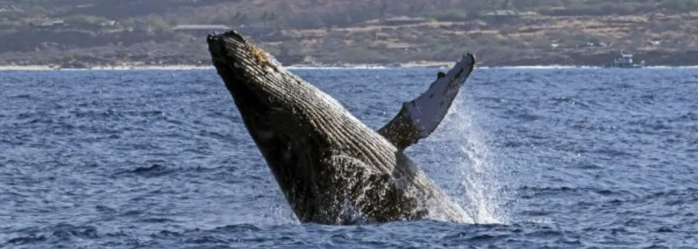 Whale breach kona