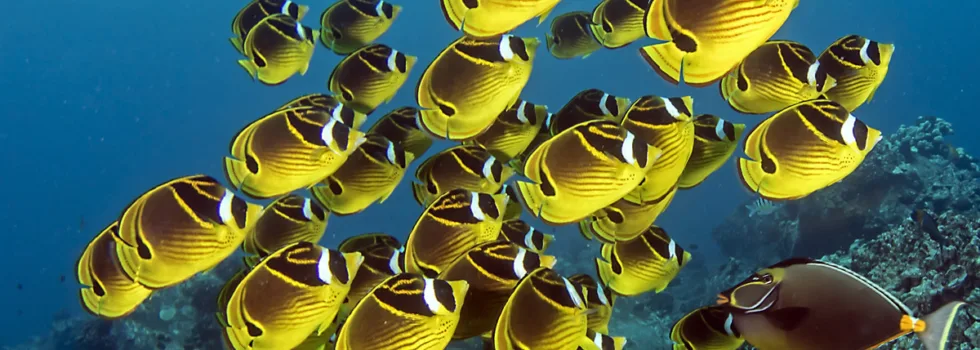 Yellow tang school in kona