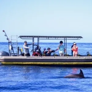 Private Rigid Inflatable Captain Cook Monument Snorkel
