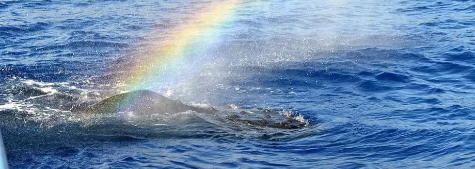 Humpback whale rainbow blow hole mist in hawaii
