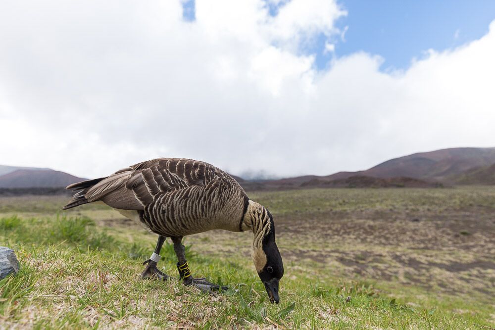 hawaii-nene-maui.jpg#asset:2792