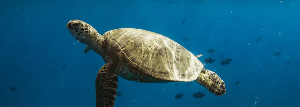 Zodiac boat waikiki turtle snorkel