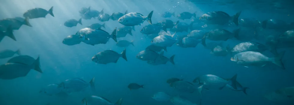 School of fish snorkel hawaii