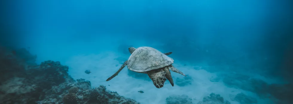 Turtle in waikiki snorkel