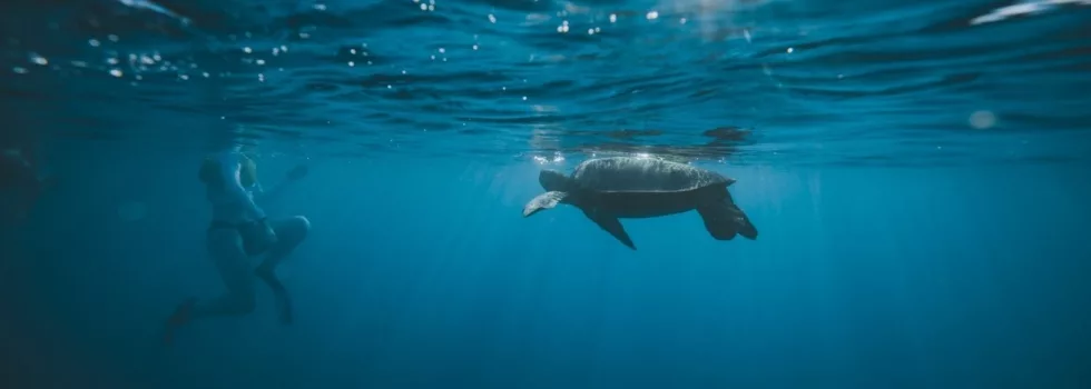 Turtle snorkeling on oahu