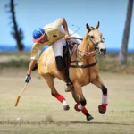 Horse polo thumb 191123 002326