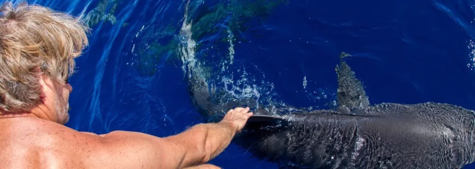 North Shore Oahu Sharks