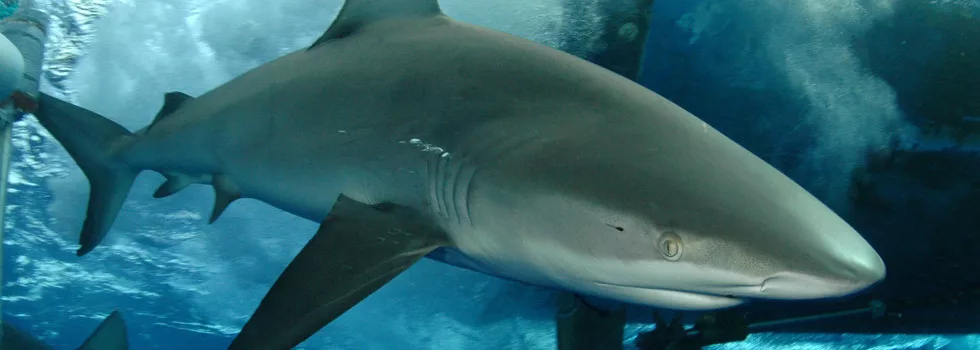 Best Shark Tour Hawaii