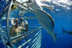 Shark Cage Diving: Shark cage diving hawaii