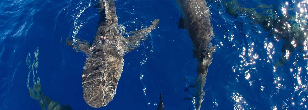 Swim With Sharks In Hawaii