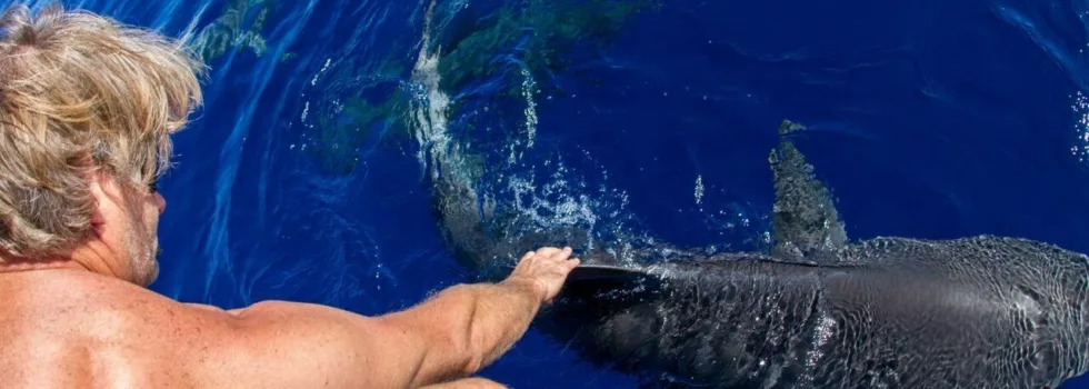 North Shore Oahu Sharks