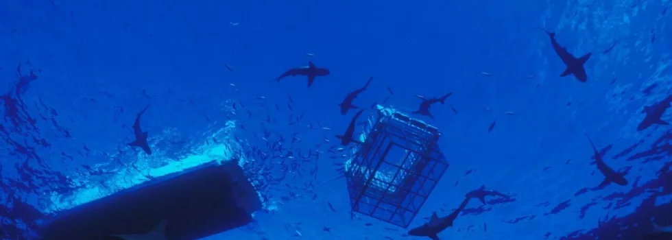Shark Cage Oahu