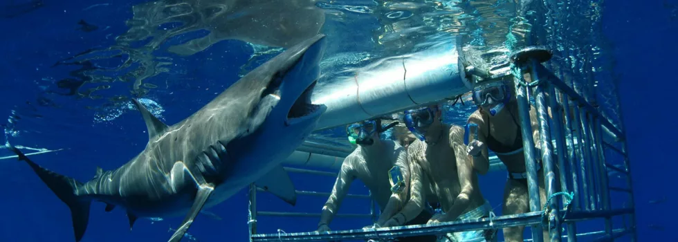 Shark Cage Tours