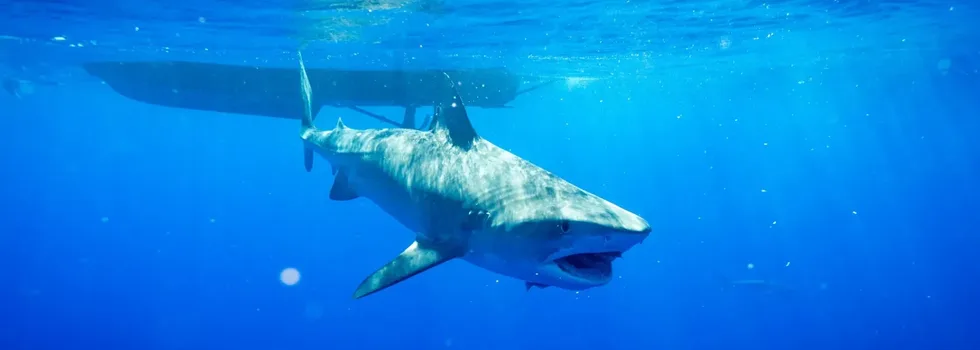 Big shark near haleiwa boat